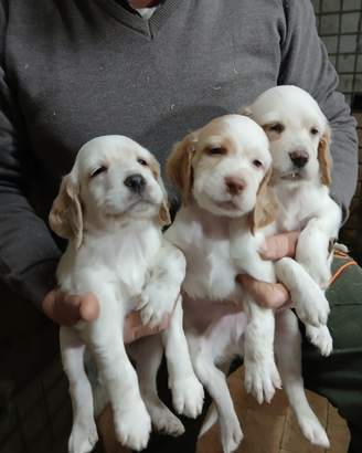Setter inglesi con pedigree