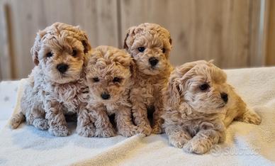Cuccioli di Maltipoo