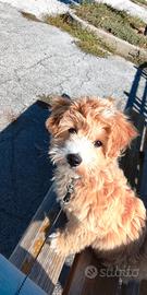 Cucciolo di Maltipoo