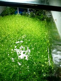Riccia Fluitans - esubero vasche 