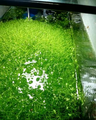 Riccia Fluitans - esubero vasche 