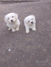 cucciolo maltese 