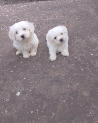 cucciolo maltese 