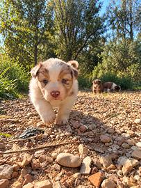 Cuccioli Australian Shepherd (pastore australiano)