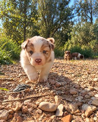 Cuccioli Australian Shepherd (pastore australiano)