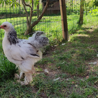 Corso pratico orticoltura