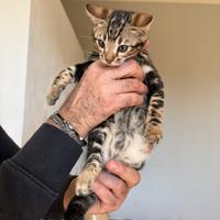 Cuccioli bengala Marbled con Pedegree