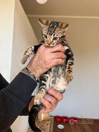 Cuccioli bengala Marbled con Pedegree