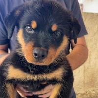 Cucciolo maschio di Rottweiler