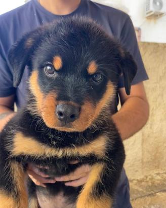 Cucciolo maschio di Rottweiler
