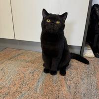 British short air x monta