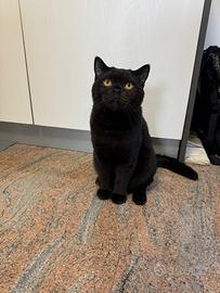 British short air x monta