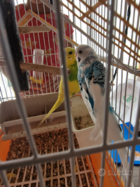 2 cocorite, maschio e femmina