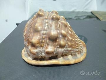 Conchiglia a 10 euro