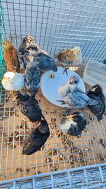 Pulcini gallina