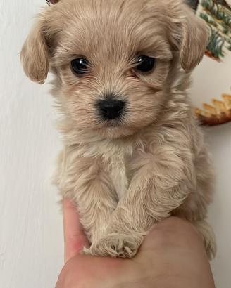 Maltipo mini