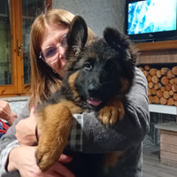 Cuccioli di Pastore Tedesco pelo lungo