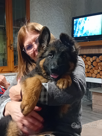 Cuccioli di Pastore Tedesco pelo lungo