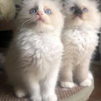 Ragdoll cuccioli