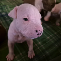 Vendesi cuccioli di amstaff