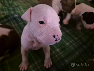 Vendesi cuccioli di amstaff