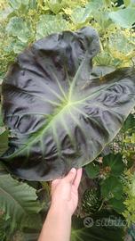 RARA Colocasia Giant "Aloha"