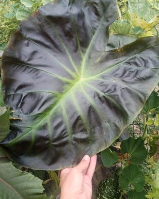 RARA Colocasia Giant "Aloha"