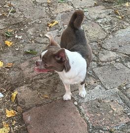 Chihuahua adozione