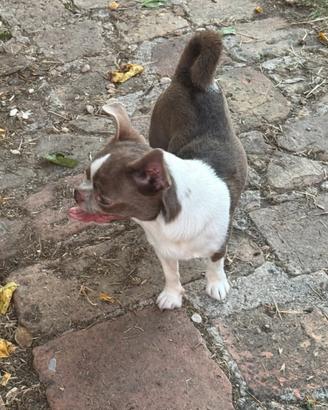 Chihuahua adozione