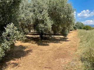 Terreno agricolo uliveto Zagarolo - Vista 2