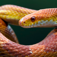 Pantherophis guttatus