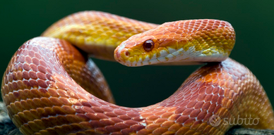 Pantherophis guttatus
