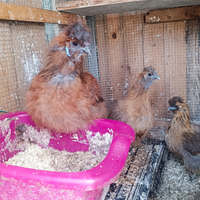 Vendita gallina, no spedizione