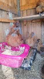 Vendita gallina, no spedizione