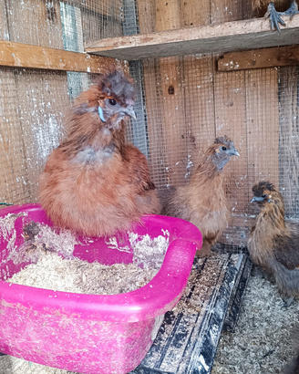 Vendita gallina, no spedizione
