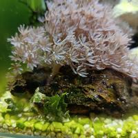 Talee coralli molli mix