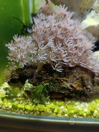 Talee coralli molli mix