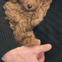 Cucciolo di Barboncino