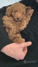 Cucciolo di Barboncino