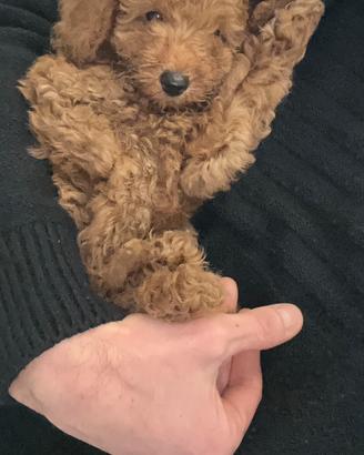 Cucciolo di Barboncino