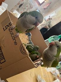 Pullo di Parochetto monaco