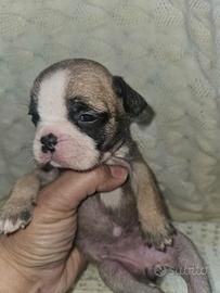 Bulldog Francese nana