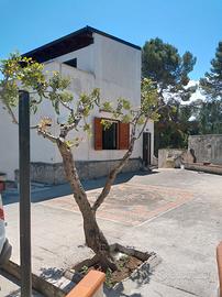 Villa singola - GARGANO MARE