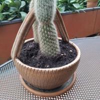  cactus, albero di giada ,kalanchoe .