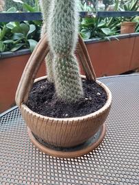  cactus, albero di giada ,kalanchoe .