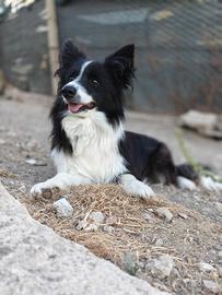 Femmina border collie