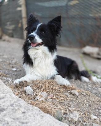 Femmina border collie