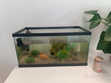Acquario con pesci rossi