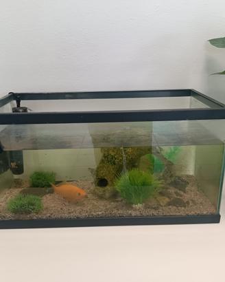 Acquario con pesci rossi