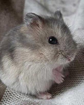 Criceti roborosky e russi cuccioli top